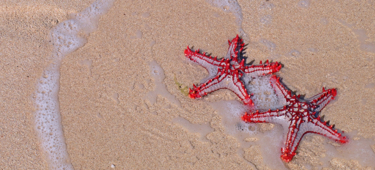 Seesterne am Strand, von Wasser umspült