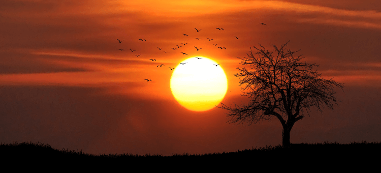 Vögel fliegen vor der untergehenden Sonne im Himmel