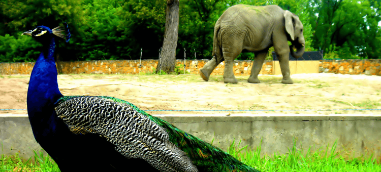 Ein Elefant und ein Pfau