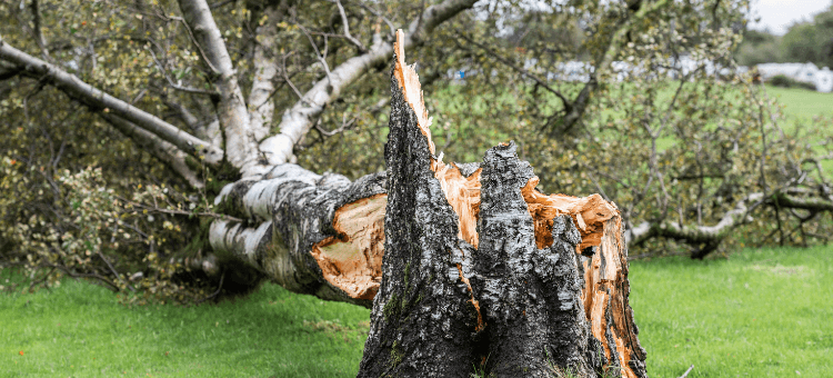 Ein gebrochener Baum symbolisiert das Geheimnis der schmerzenden Knie