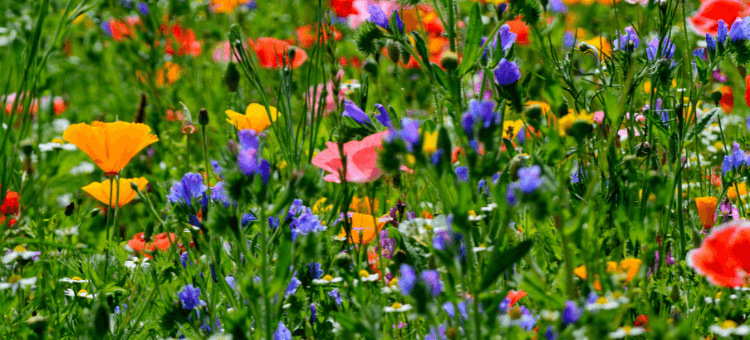 Der Garten der Freude - eine bunte Blumenwiese