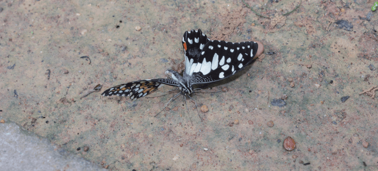 Schmetterling auf dem Boden